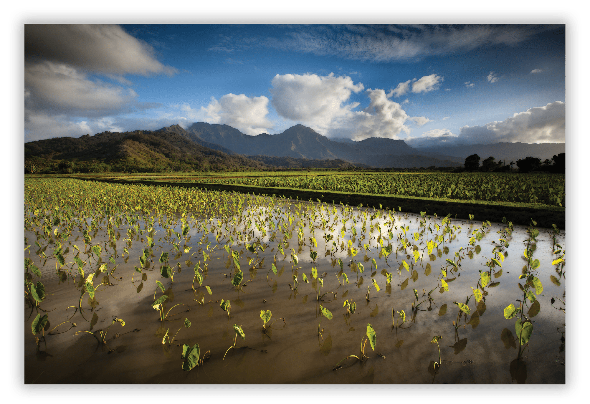 Taro Field, Hanalei Valley