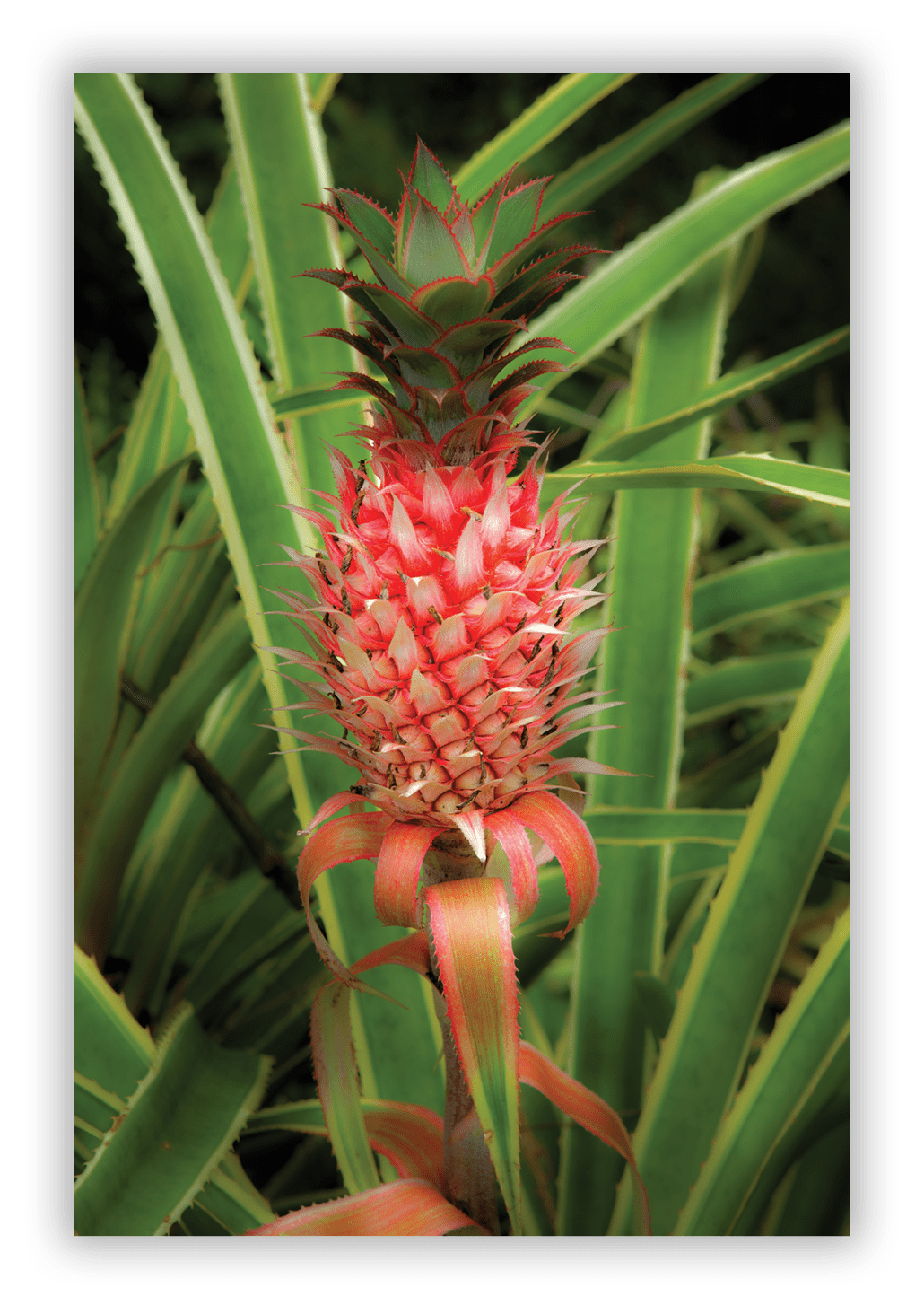 Pineapple, Hawaii Tropical Botanical Garden