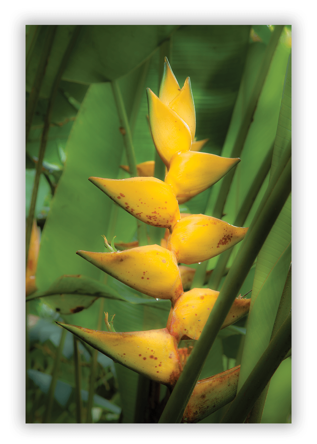 Heliconia. Hawaii Tropical Botanical Garden