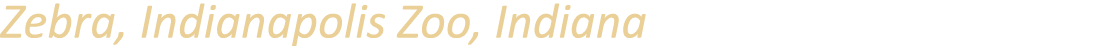 Zebra, Indianapolis Zoo, Indiana