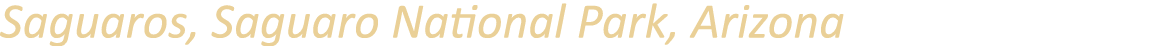 Saguaros, Saguaro National Park, Arizona