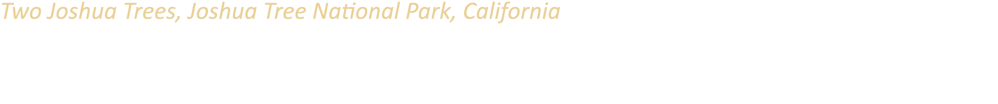 Two Joshua Trees, Joshua Tree National Park, California The Mojave Desert is the special habitat of the Joshua Tree. ...