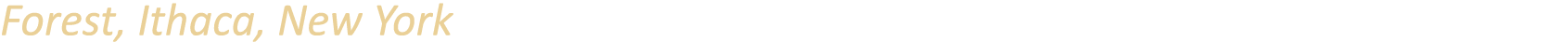 Forest, Ithaca, New York