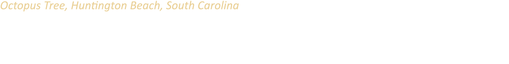 Octopus Tree, Huntington Beach, South Carolina A southern live oak that was partially uprooted and fell onto its side...