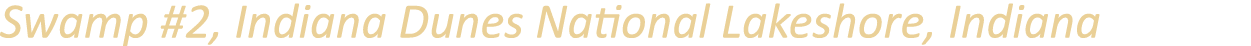 Swamp #2, Indiana Dunes National Lakeshore, Indiana